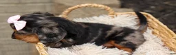 Miniature Dachshund dogs for sale:   Hailey 🎀 - Ad 5