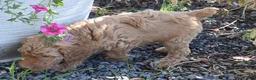 Standard Poodle dogs for sale: Standard Poodle 2 Apricot - Ad 4