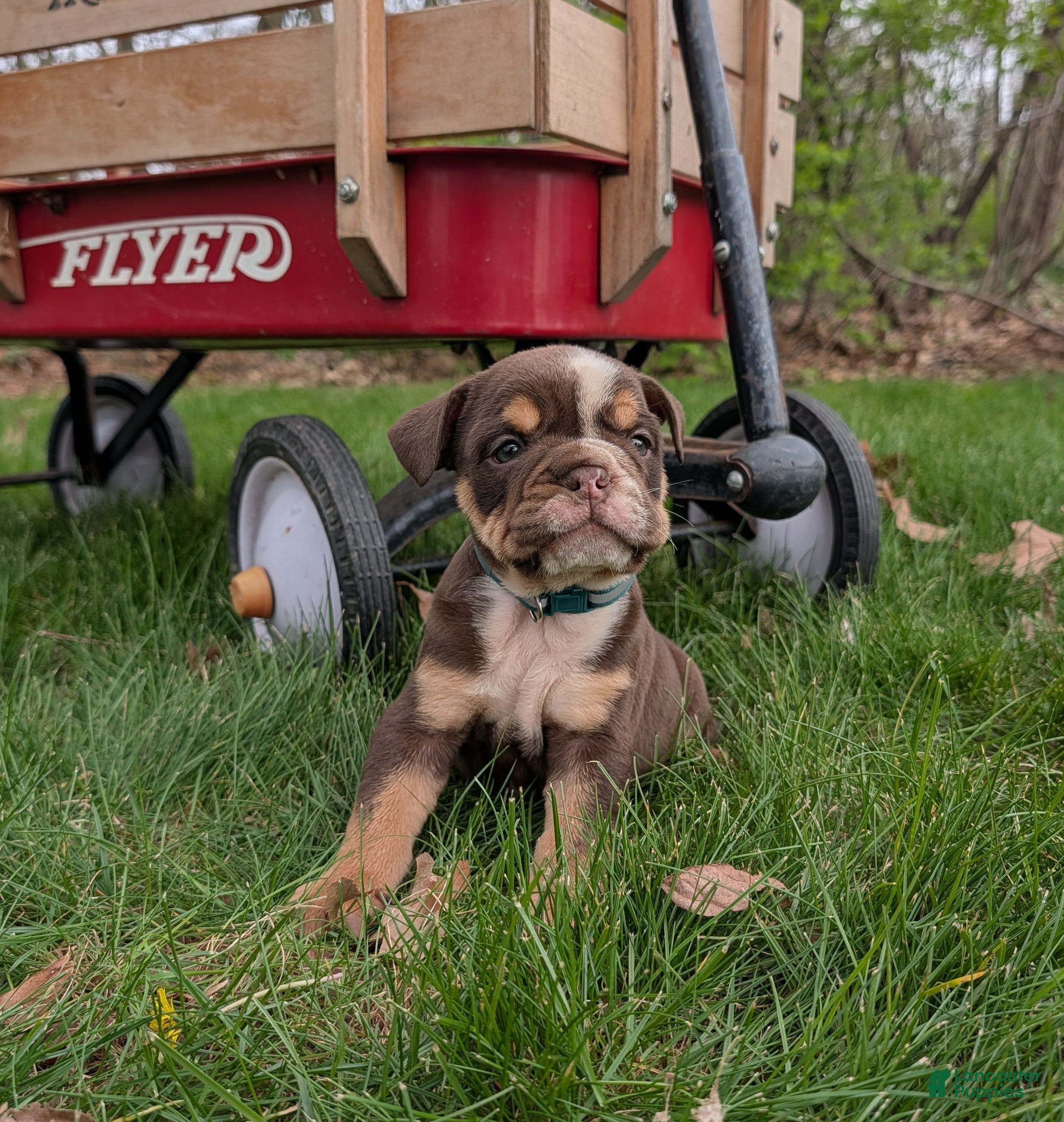 English Bulldog dogs Crosby - Ad 1