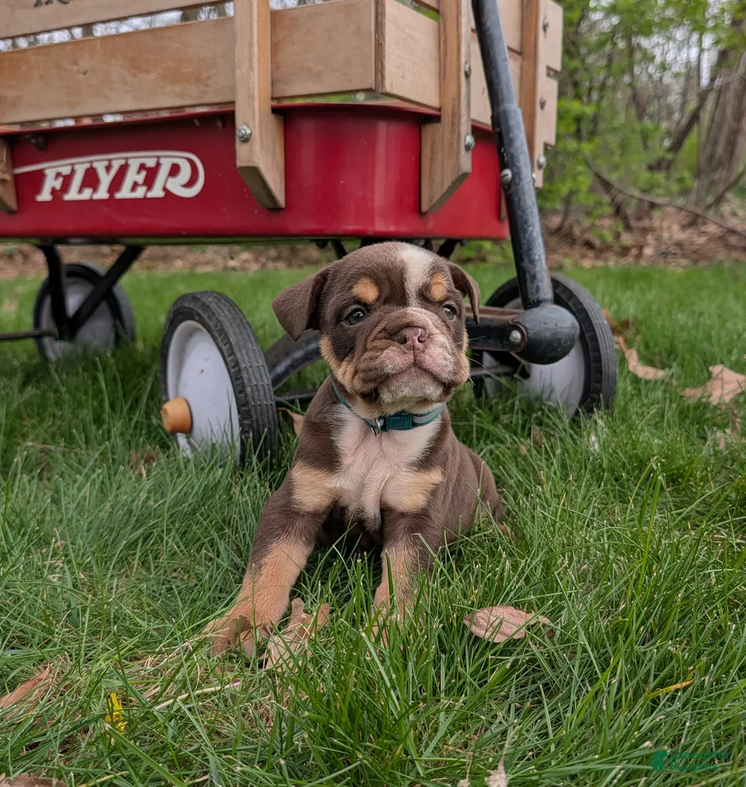 English Bulldog dogs for sale: Crosby - Ad 1
