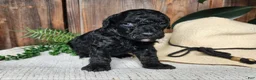 Mini Bernedoodle dogs for sale: Willow - Ad 6