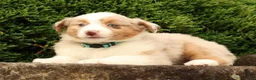 Miniature Australian Shepherd dogs for sale: Fifi - Ad 9