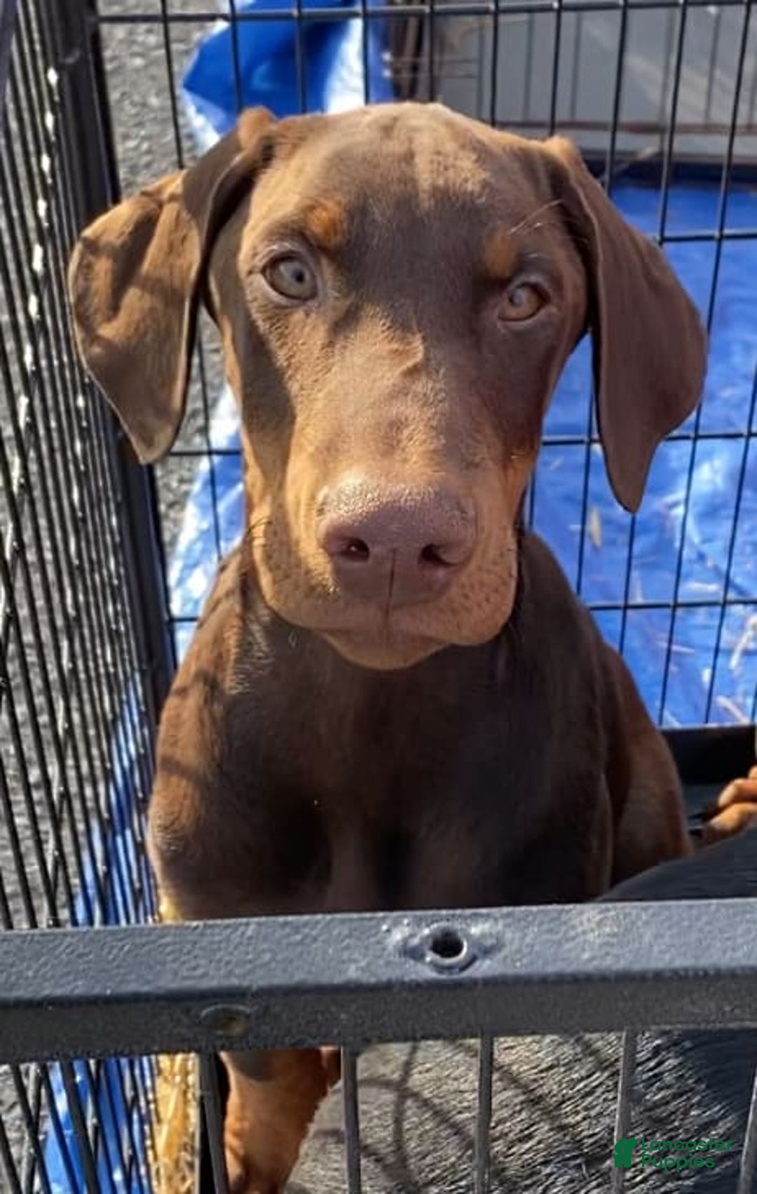 Gallery Image {{count}}