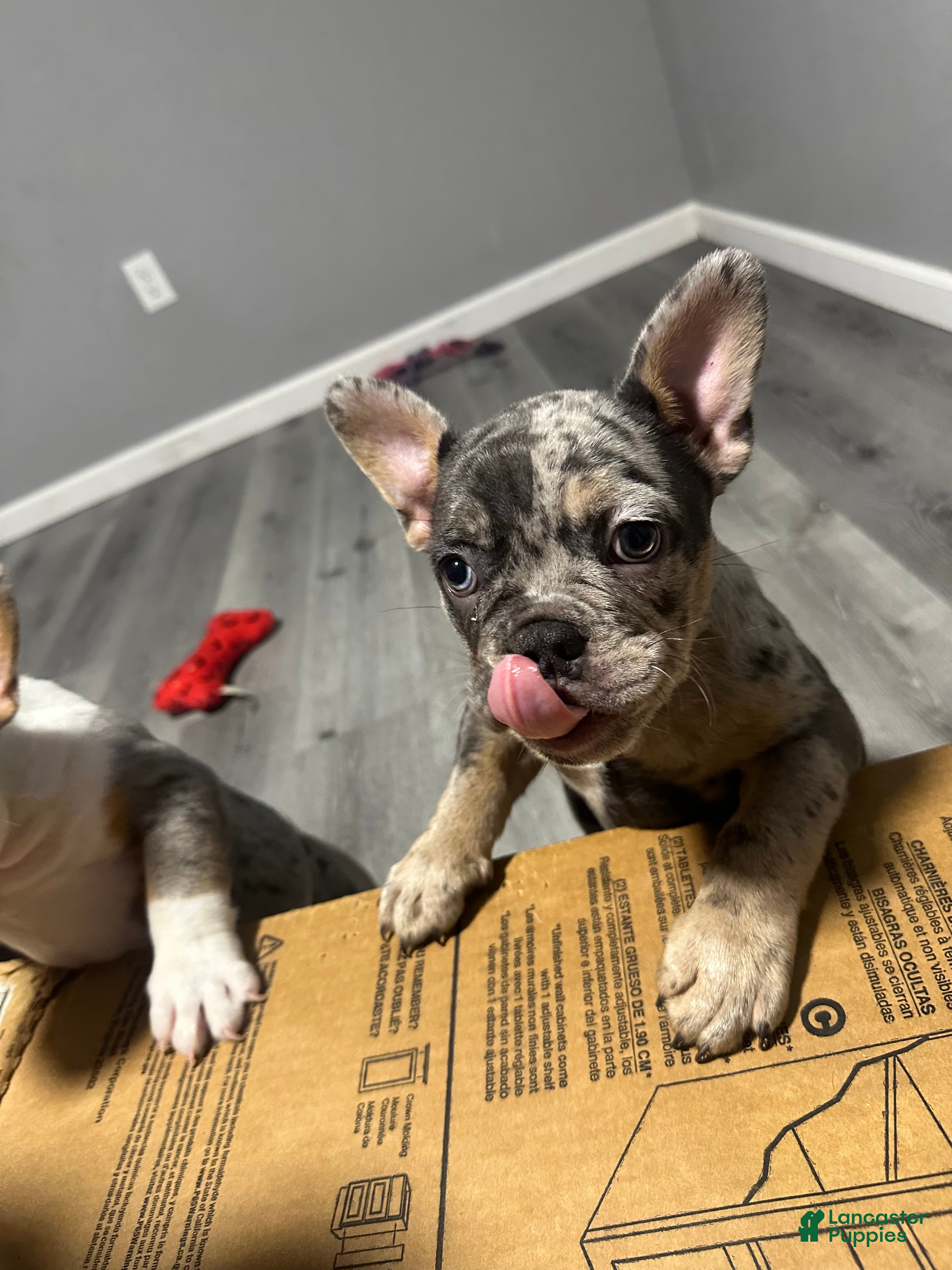 American Bully dogs for sale: American Bully 1 - Ad 2