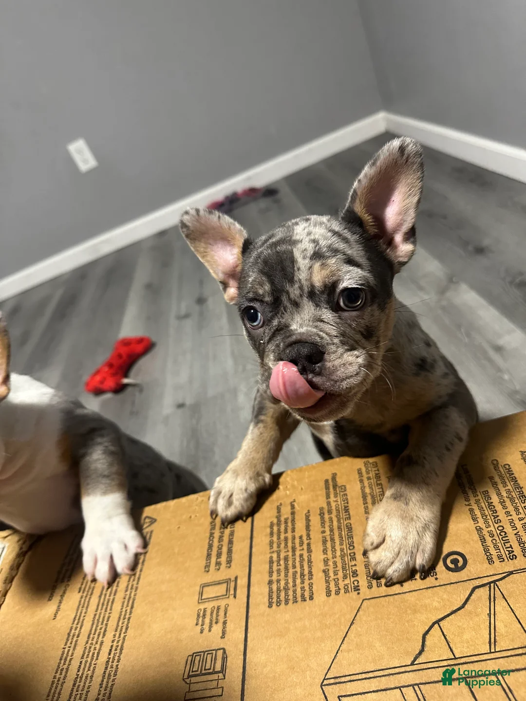 American Bully dogs for sale: American Bully 1 - Ad 1