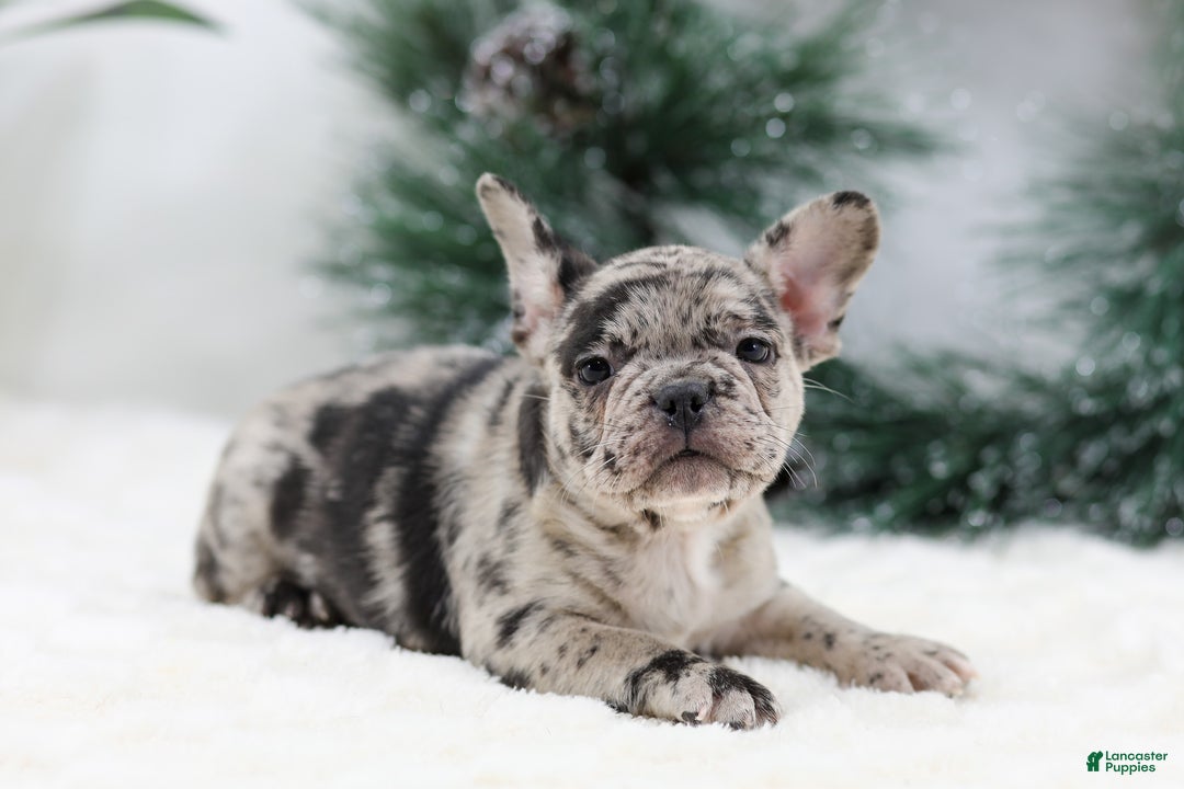 French Bulldog dogs for sale: Beauty - Ad 8