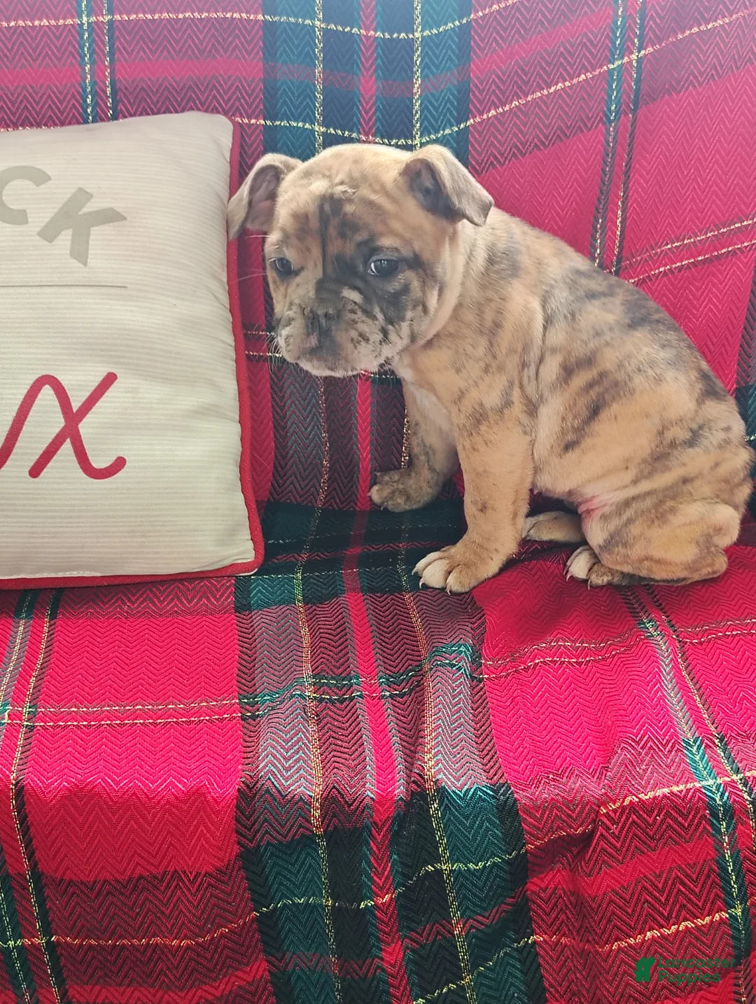 Olde English Bulldogge dogs for sale: Twinkle  - Ad 1