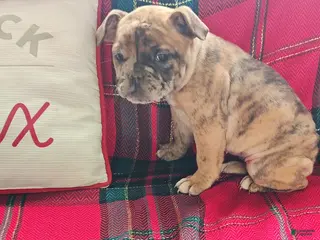 Olde English Bulldogge dogs Twinkle - Ad 32