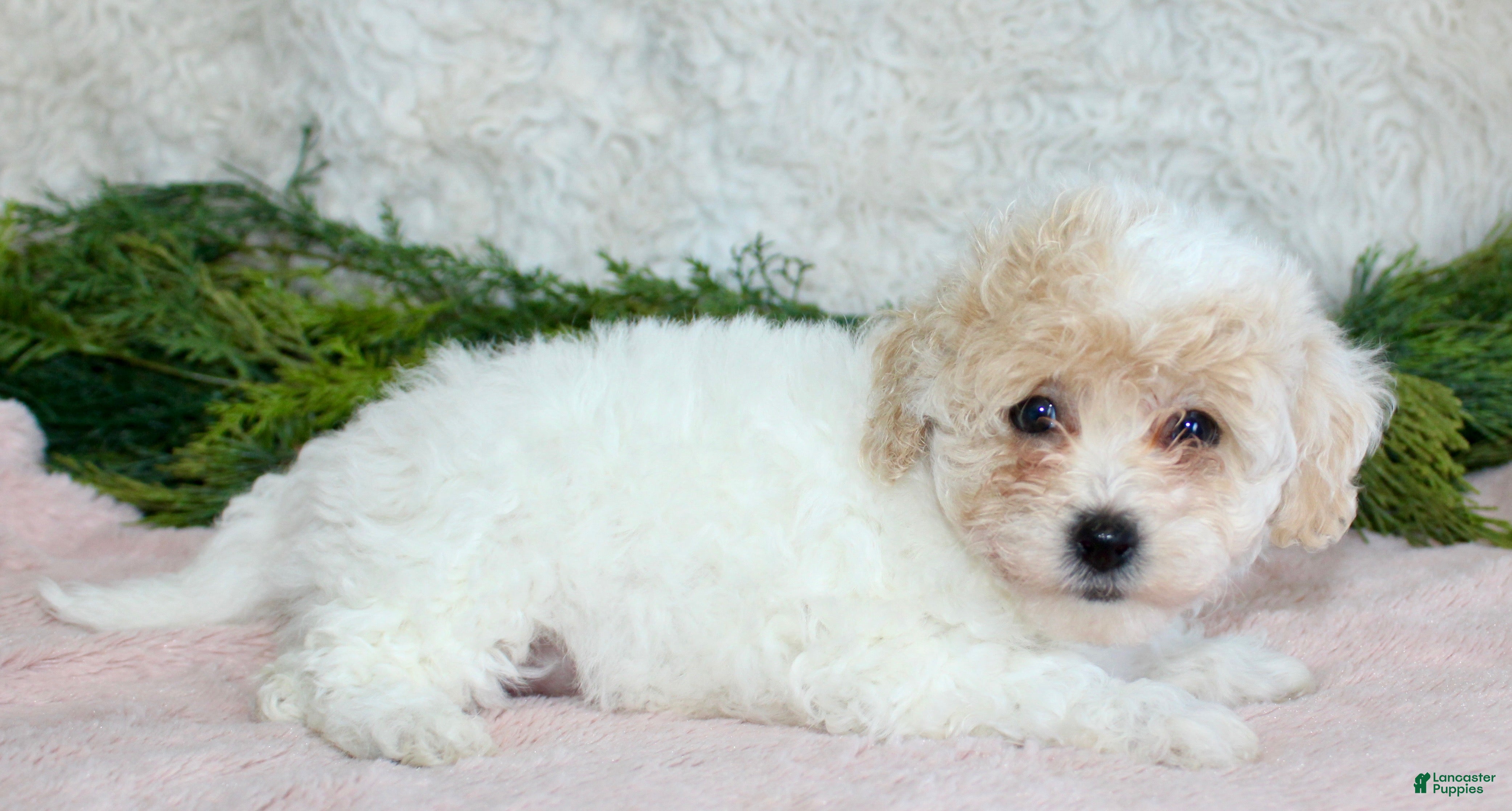 Bichpoo dogs Bichpoo Girl 3 - Ad 4