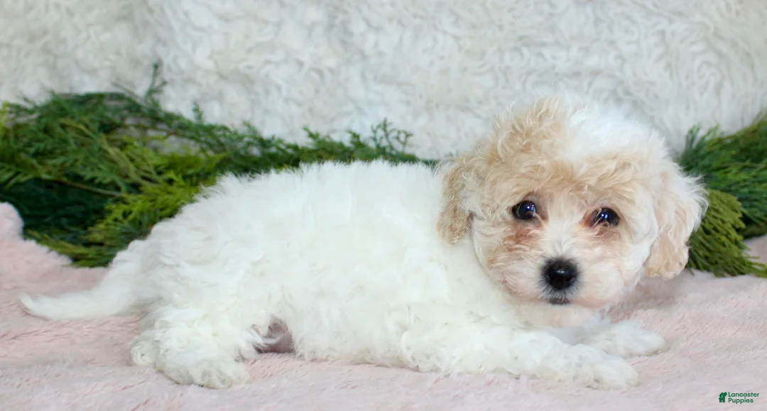 Bichpoo dogs for sale: Bichpoo Girl 3 - Ad 1