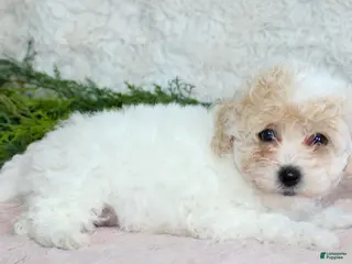 Bichpoo dogs Bichpoo Girl 3 - Ad 4