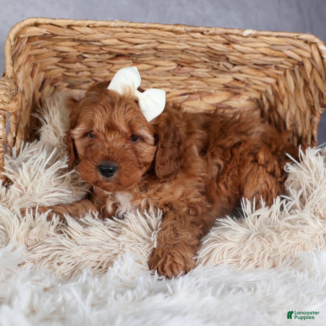 Cavapoo dogs for sale: OREO - Ad 13