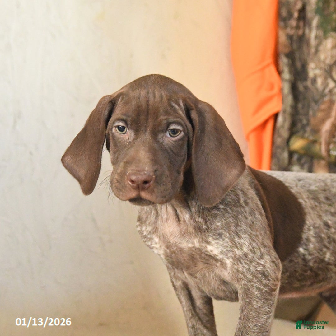 German Shorthaired Pointer dogs for sale: Harmony - Ad 3