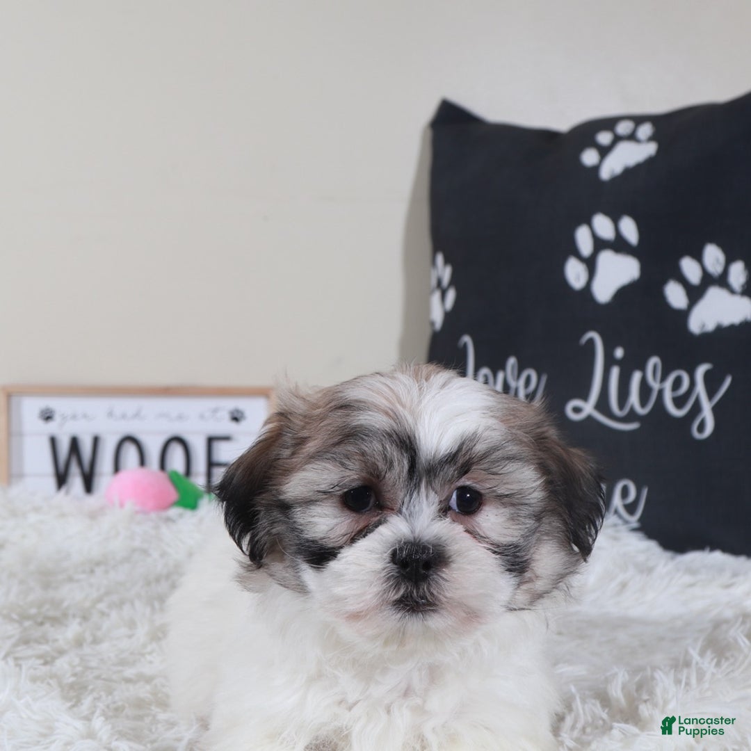 Teddy Bear dogs for sale: Teddy Bear Honey - Ad 5