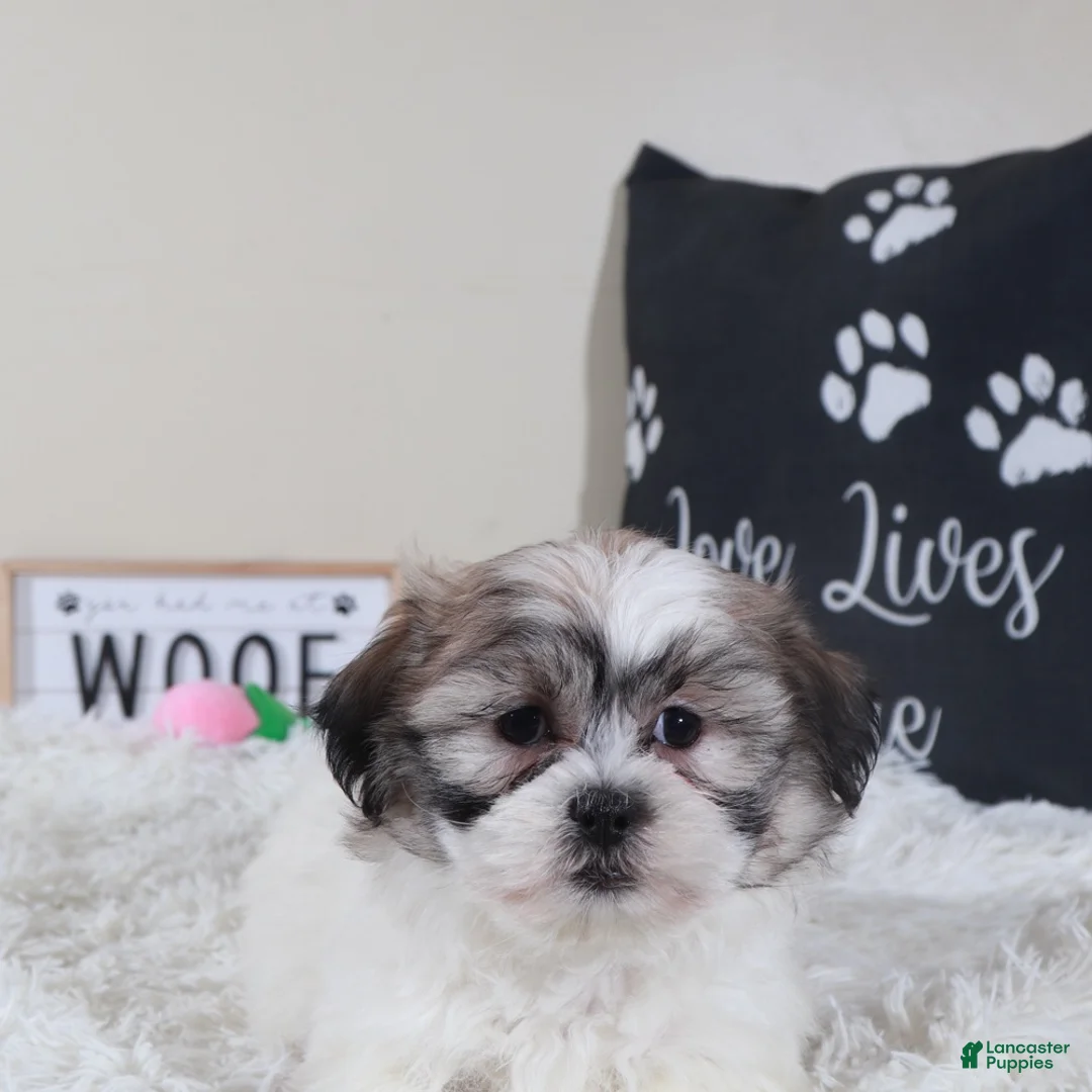 Teddy Bear dogs for sale: Teddy Bear Honey - Ad 5