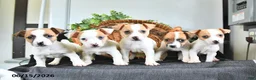 Jack Russell Terrier dogs for sale: Tasha - Ad 5
