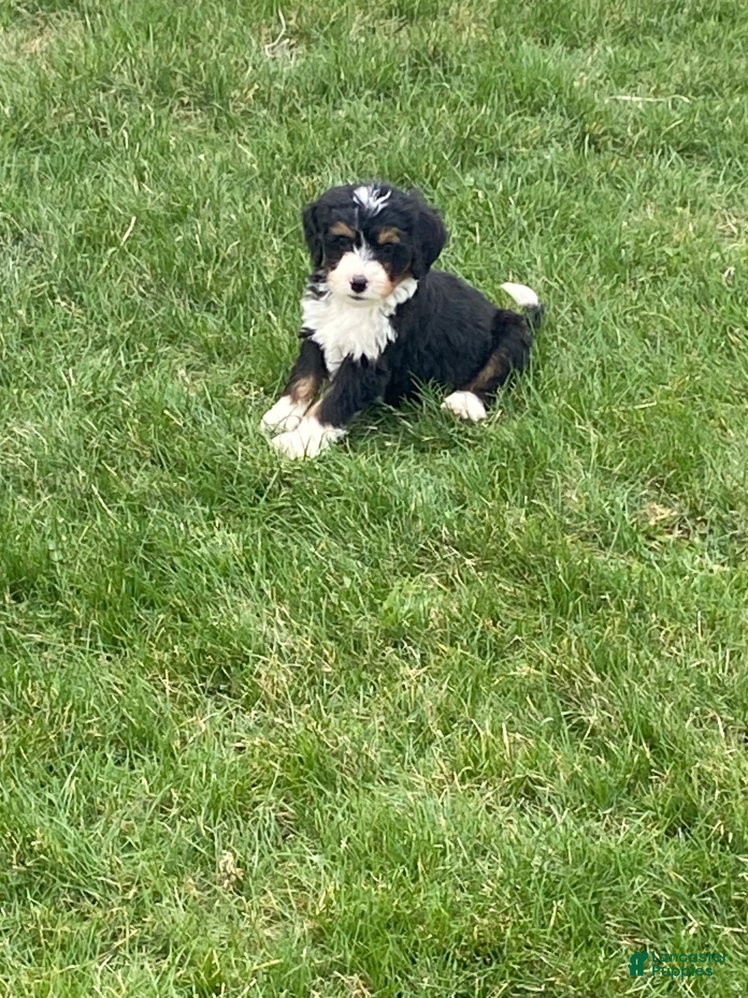 Mini Bernedoodle dogs Tucker - Ad 1