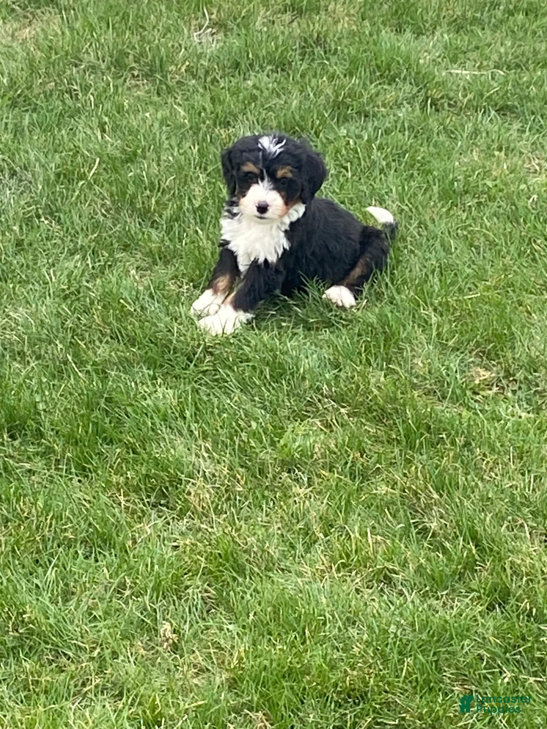 Mini Bernedoodle dogs for sale: Tucker - Ad 1
