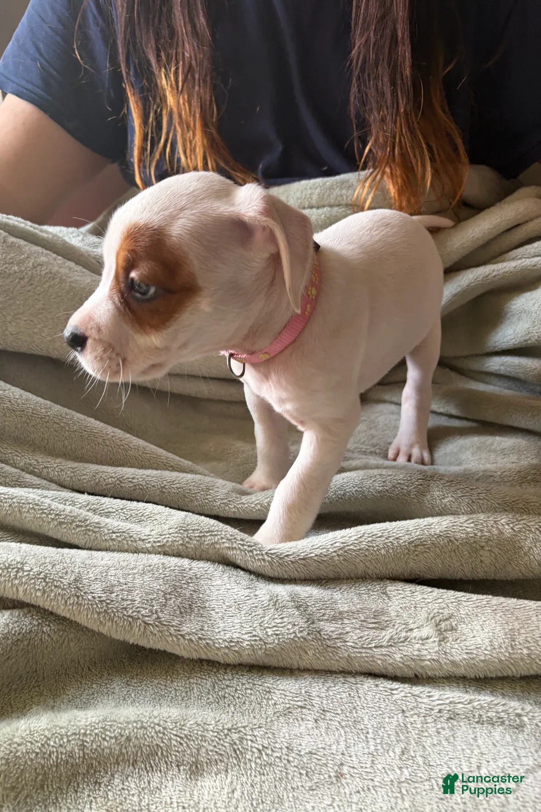 American Pit Bull Terrier dogs for sale: Pink - Ad 1