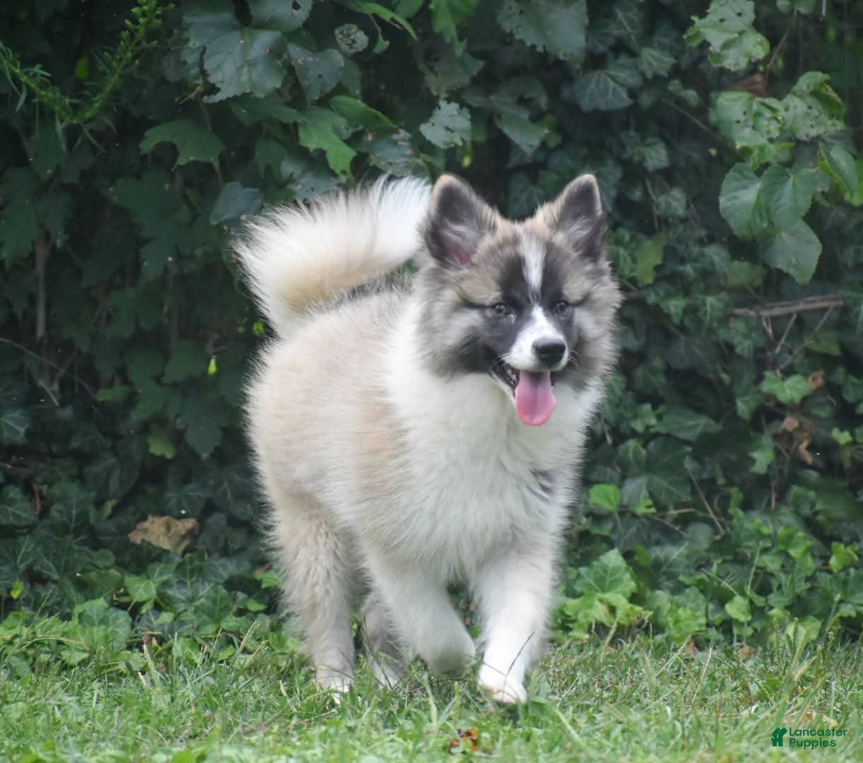 Nenets Herding Laika dogs Rowan - Ad 1