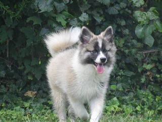 Nenets Herding Laika dogs Rowan - Ad 1