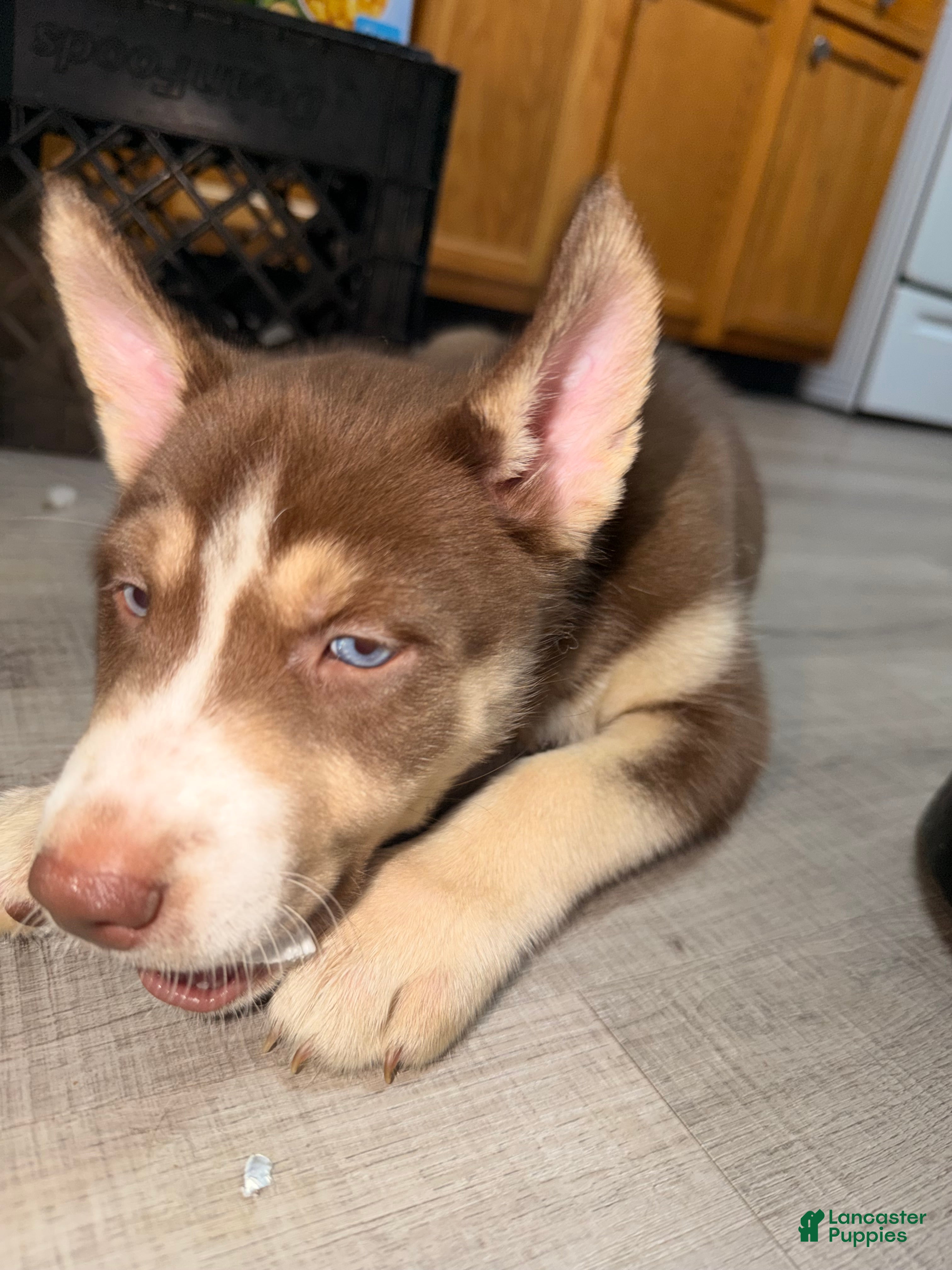 Siberian Husky dogs for sale: Siberian Husky Puppy 3 - Ad 4