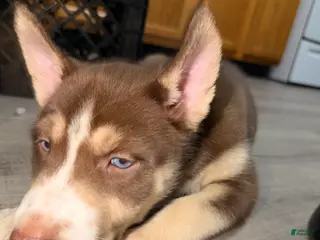 Siberian Husky dogs Siberian Husky Puppy 3 - Ad 38