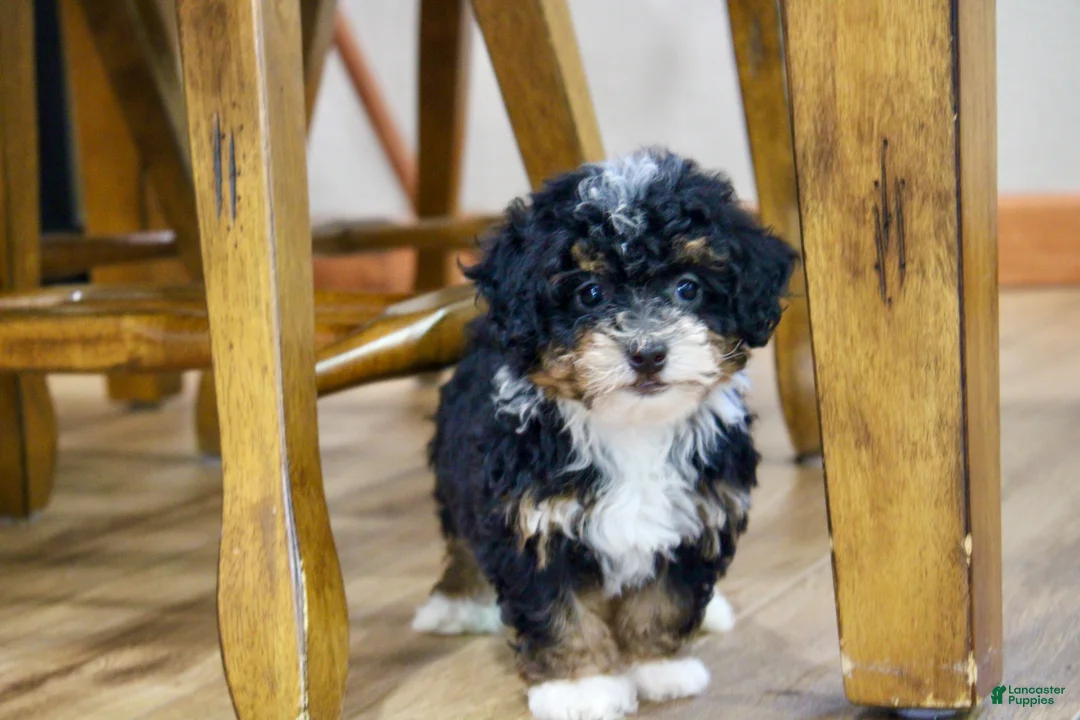 Mini Bernedoodle dogs for sale: Sadie  - Ad 2