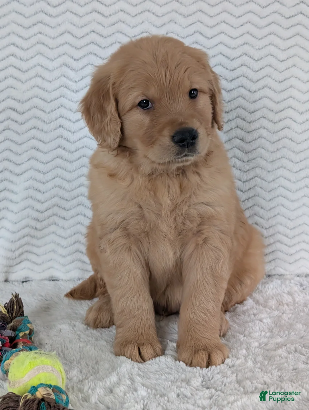 Golden Retriever dogs for sale: Parker  - Ad 7
