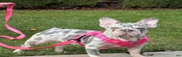 French Bulldog dogs for sale: OAKLEY - Ad 6