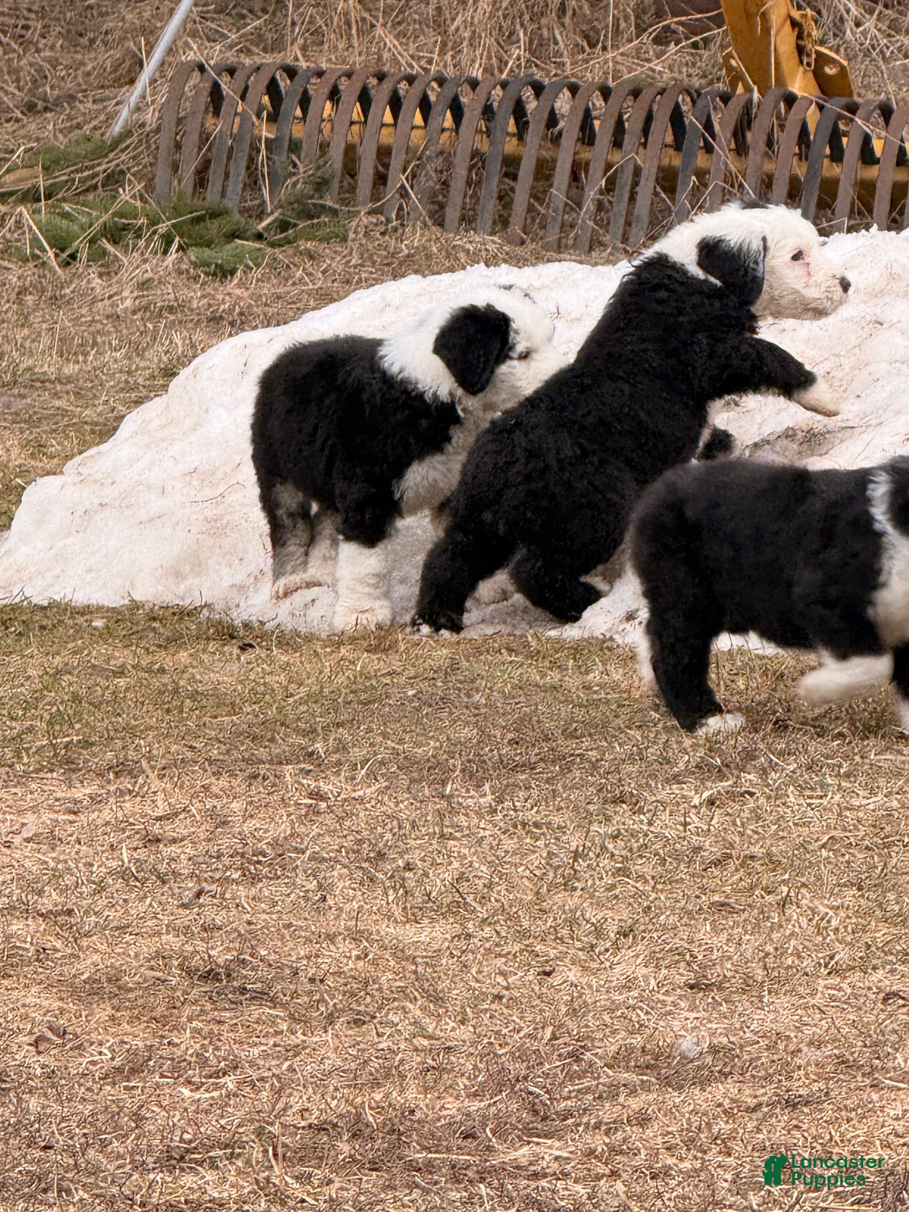 Old English Sheepdog dogs Old English Sheepdog Puppy 4 - Ad 4