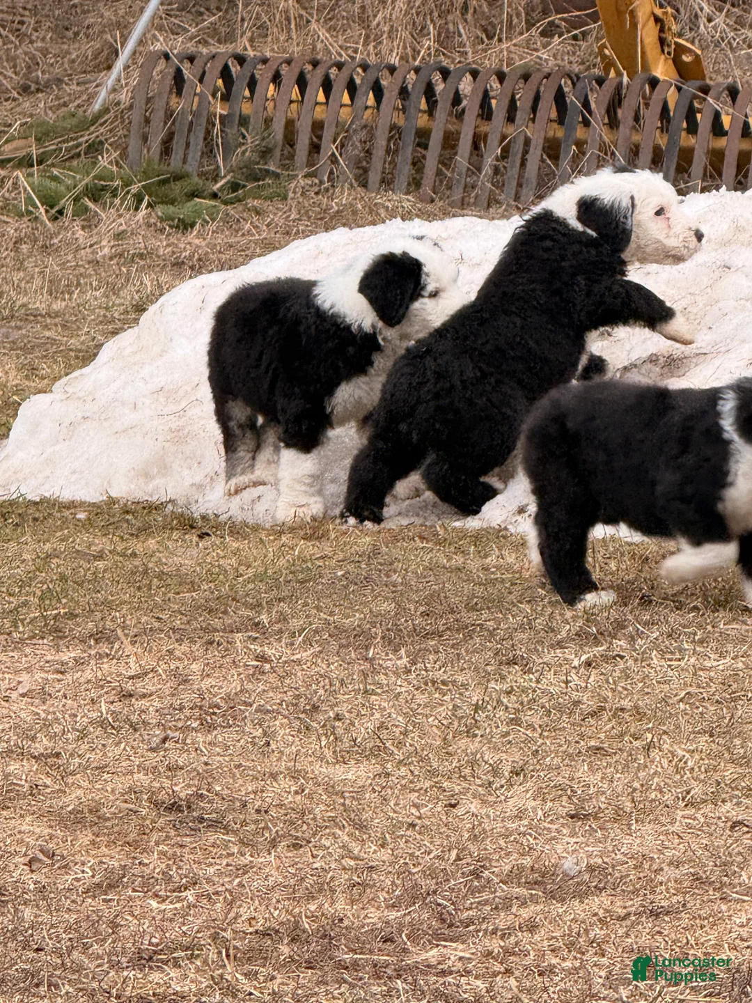 Old English Sheepdog dogs for sale: Old English Sheepdog Puppy 4 - Ad 1