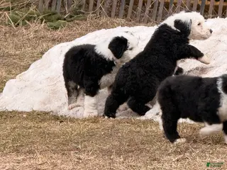 Old English Sheepdog dogs Old English Sheepdog Puppy 4 - Ad 6