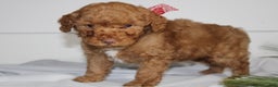 Miniature Poodle dogs for sale: Demascus - Ad 4