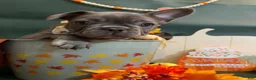 French Bulldog dogs for sale: French Bulldog Male - Jack - Ad 7
