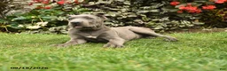 Cane Corso dogs for sale: Leo  - Ad 4