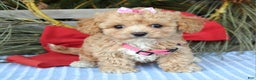 Maltipoo dogs for sale: Riley - Ad 3