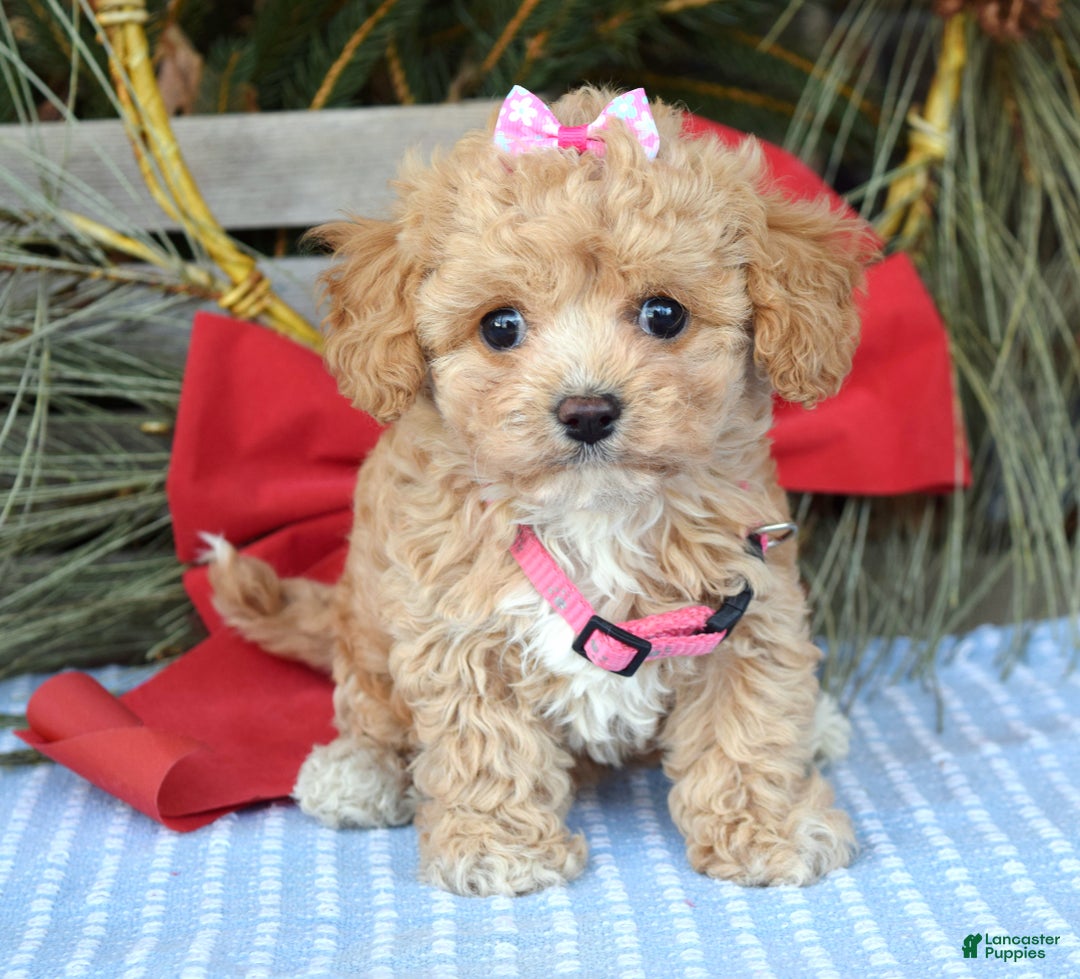 Maltipoo dogs for sale: Riley - Ad 3