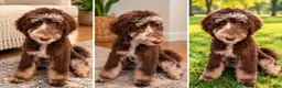 Bernedoodle dogs for sale: Athena - Ad 1