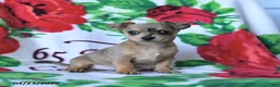 Chihuahua dogs for sale: Cinnamon - Ad 3