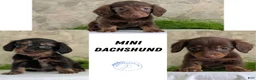 Miniature Dachshund dogs for sale: Lyla - Ad 13