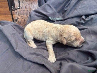 Golden Retriever dogs Bennet - Ad 2