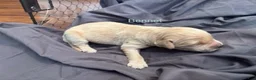 Golden Retriever dogs for sale: Bennet - Ad 2