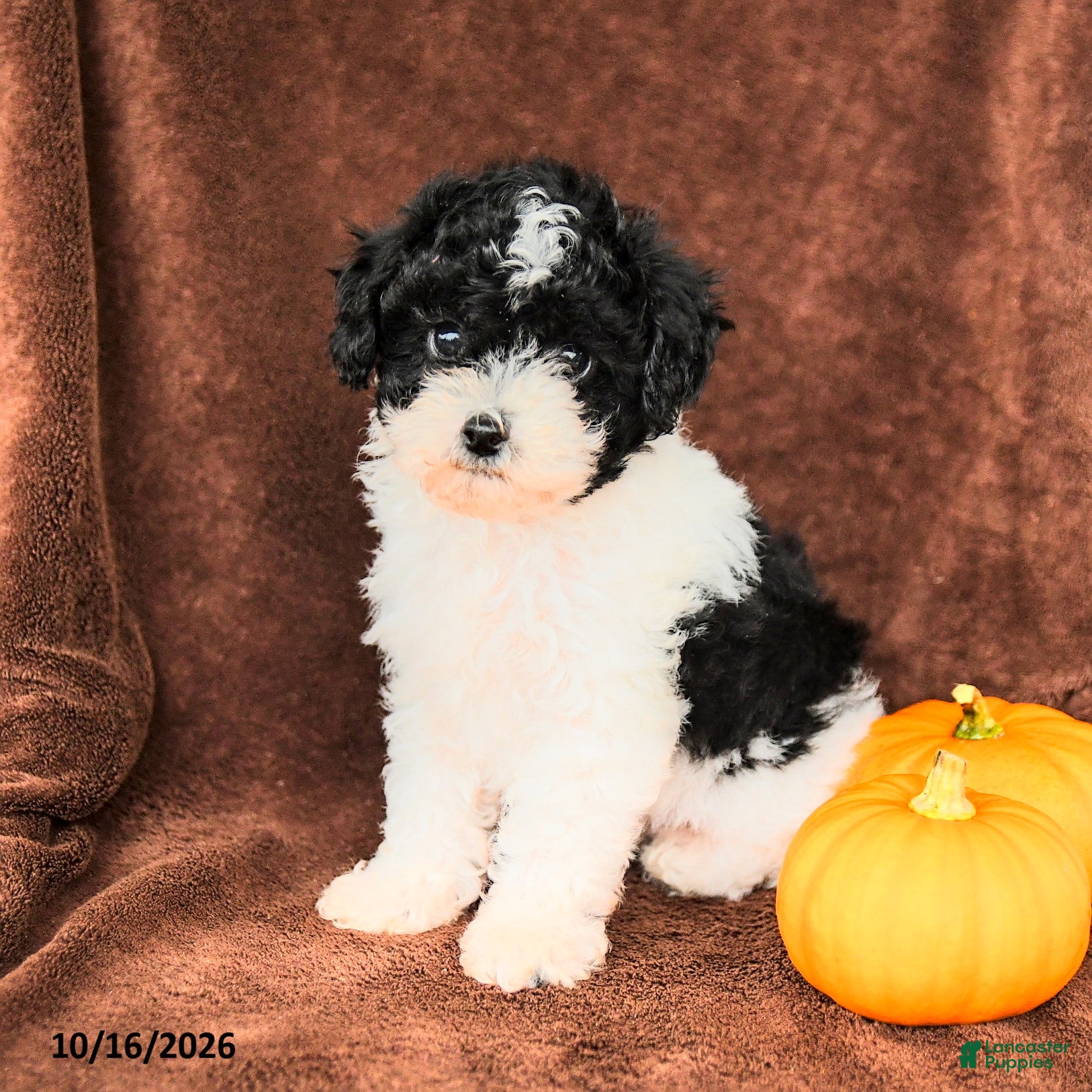 Miniature Poodle dogs Bandit - Ad 2