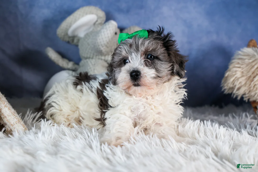 Havapoo dogs for sale: EDDIE - Ad 2