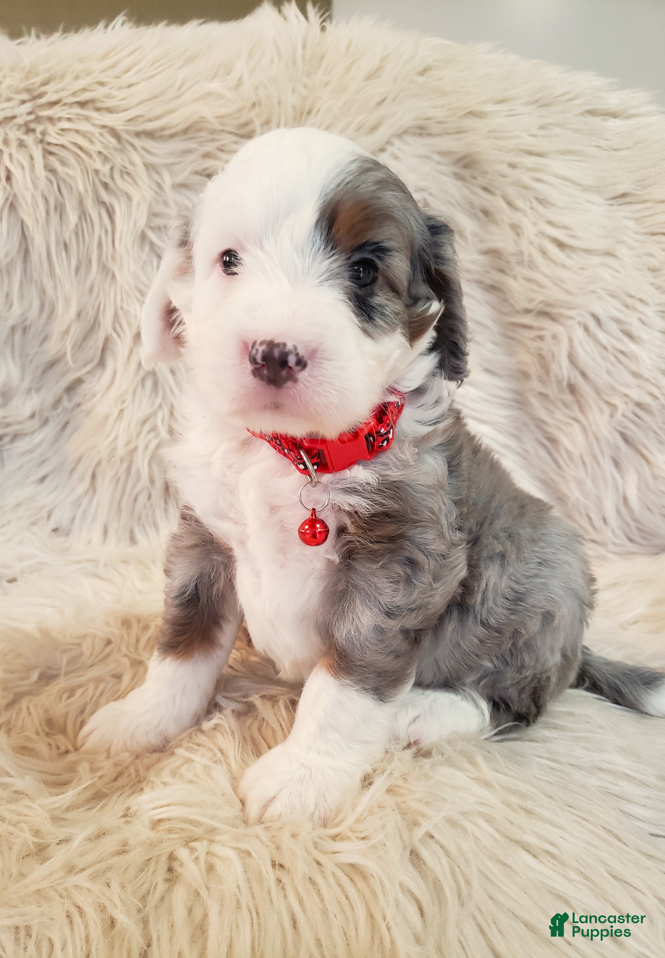 Mini Bernedoodle dogs BENTLEY - Ad 2