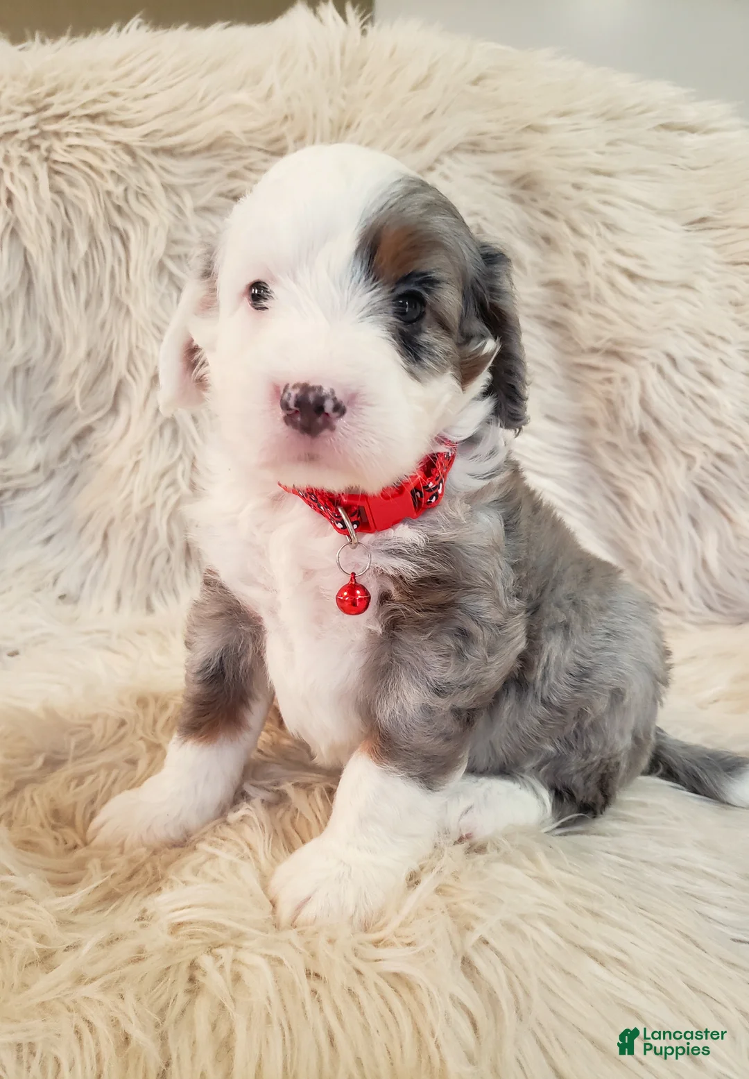 Mini Bernedoodle dogs for sale: BENTLEY - Ad 2