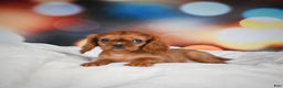 Cavalier King Charles Spaniel dogs for sale: Katie - Ad 5