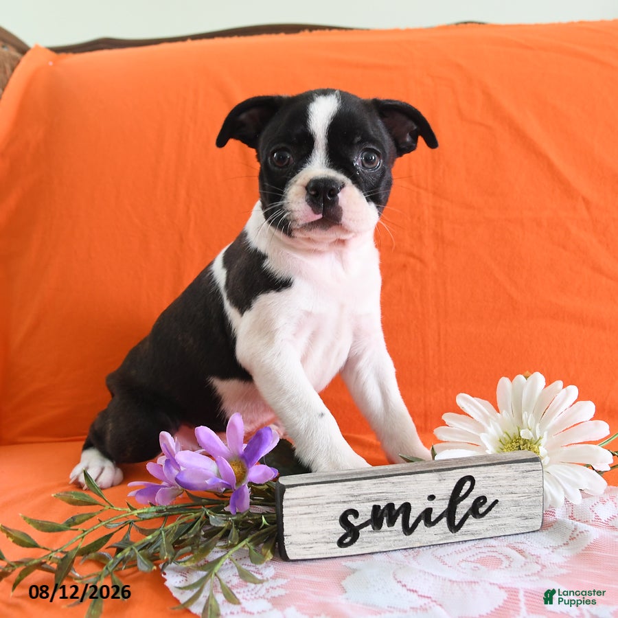 Boston Terrier dogs Ziggy - Ad 2