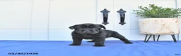 Mini Hippo dogs for sale: Baxter - Ad 3